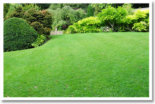 Davis Brothers | Lawn Maintenance