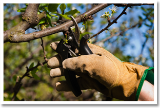 Davis Brothers | Tree and Shrub Care